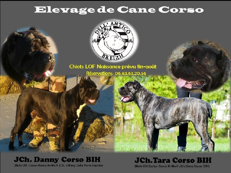 chiot Cane Corso Dell'antico Breizh